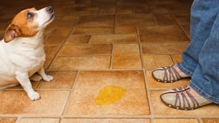 Comment j’aborde… L’incontinence urinaire canine
